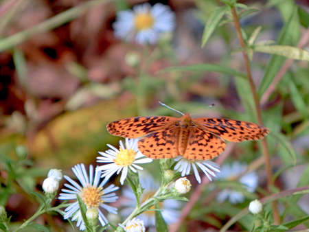 Open-Winged Aphrodite Fritillary Butterflyの写真素材