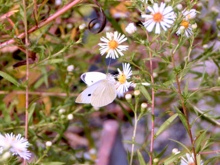 Roadside Cabbage White Butterflyの写真素材