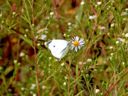 Single Cabbage White Butterflyの写真素材
