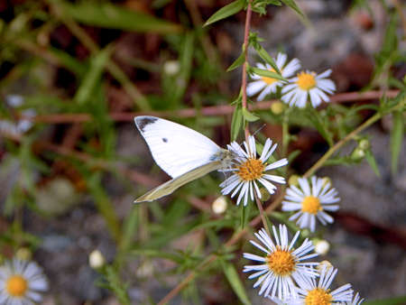 Pollinating Cabbage White Butterflyの写真素材
