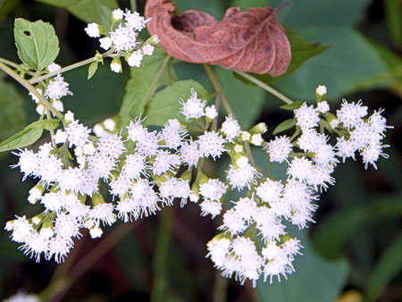 Roadside Wildflowersの写真素材