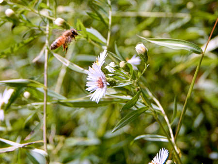 Hovering Bumblebeeの写真素材