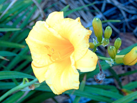 Beautiful Bush Allamandaの写真素材