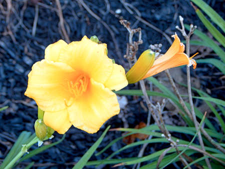 Roadside Bush Allamandaの写真素材
