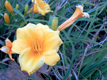 Bush Allamanda Gardenの写真素材