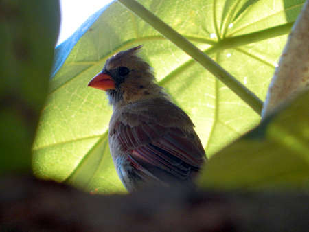 House Sparrow Chickの写真素材
