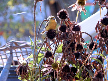 Pretty American Goldfinchの写真素材