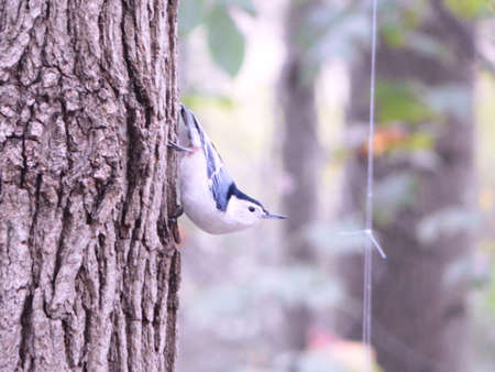 White-Breasted Nuthatchの写真素材