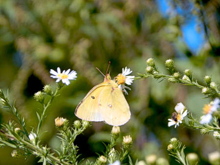 Roadside Yellow Sulphur Butterflyの写真素材