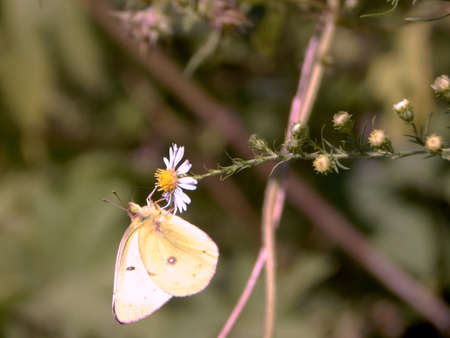 Yellow Sulphur Butterflyの写真素材