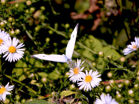 Incoming Cabbage White Butterflyの写真素材