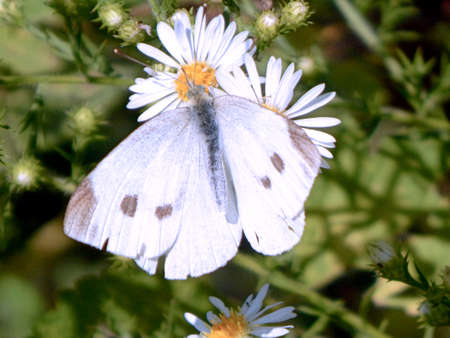 Hungry Cabbage White Butterflyの写真素材