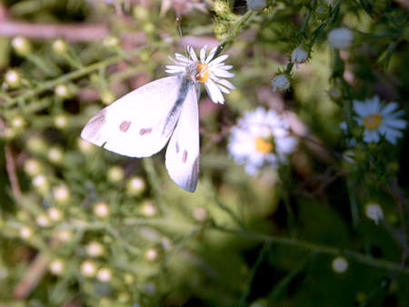 Sun-Kissed Cabbage White Butterflyの写真素材