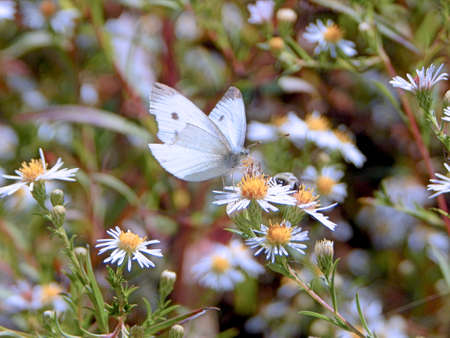 Broken-Winged Cabbage White Butterflyの写真素材