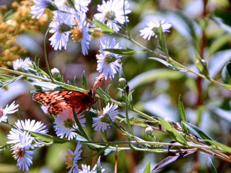 Sun-Kissed Aphrodite Fritillary Butterflyの写真素材