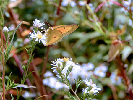 Bright Yellow Sulphur Butterflyの写真素材