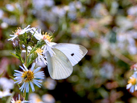Cabbage White Butterfly IIIの写真素材