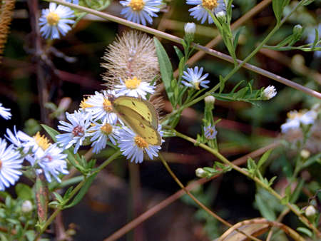 Yellow Sulphur Butterfly & Wildflowersの写真素材