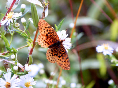Aphrodite Fritillary Butterflyの写真素材