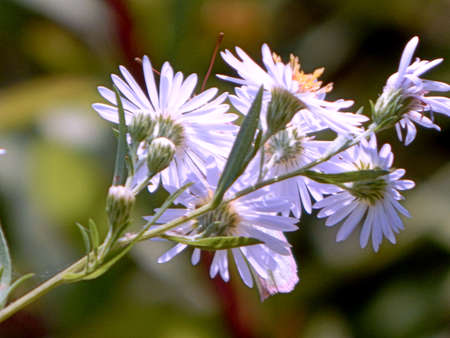 Sun-Kissed Asterの写真素材