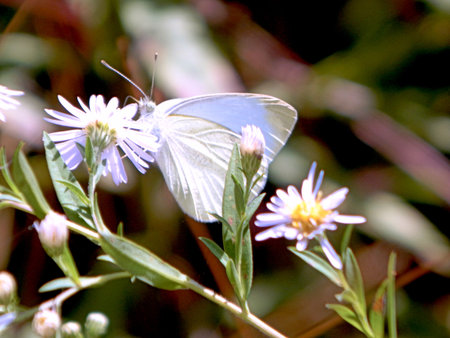 Yellow Sulphur Butterflyの写真素材