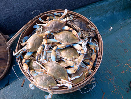 Bushel of Blue Crabsの写真素材