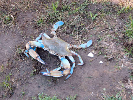 Runaway Crabの写真素材