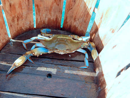 Big Fat Crabの写真素材