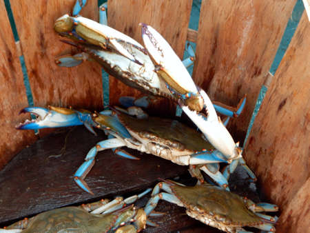 Angry Crabの写真素材