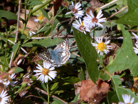 Gorgeous White Sulphur Butterflyの写真素材