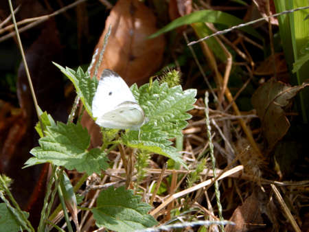 Creekside Cabbage White Butterflyの写真素材