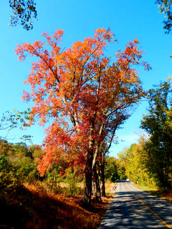 Fall Foliage on Country Roadの写真素材