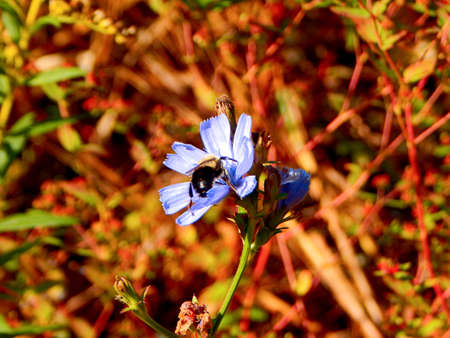 Bumblebee on a Chicory Flowerの写真素材