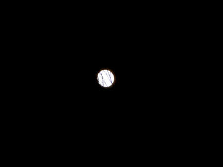 Full Moon in the Treesの写真素材