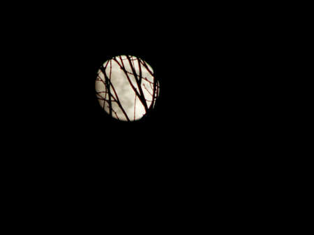 Backwoods Full Moonの写真素材