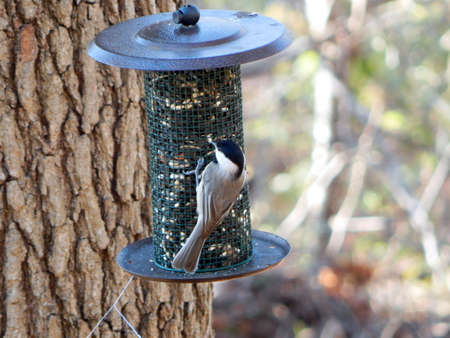 Black-Capped Chickadee Feedingの写真素材