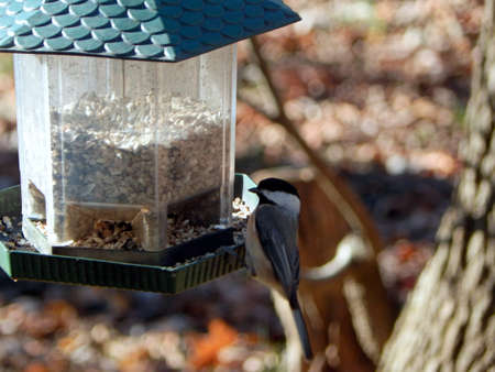 Puzzled Black-Capped Chickadeeの写真素材