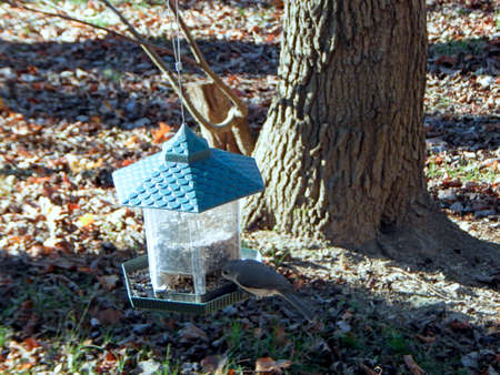 Hungry Tufted Titmouseの写真素材
