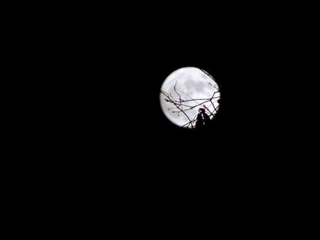 Branch Etched Moonの写真素材