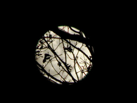 Backwoods Full Moon IIIの写真素材