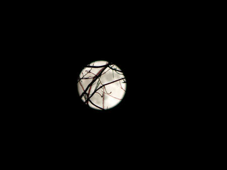 Branch Wrapped Moon IIの写真素材