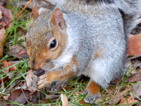 Squirrel Munching on a Berryの写真素材