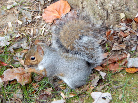 Squirrel Eating a Berryの写真素材