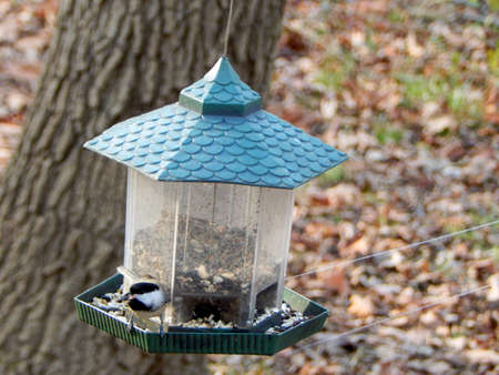 Black-Capped Chickadee On Guardの写真素材