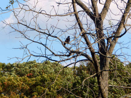 Singing Treetop Crowの写真素材