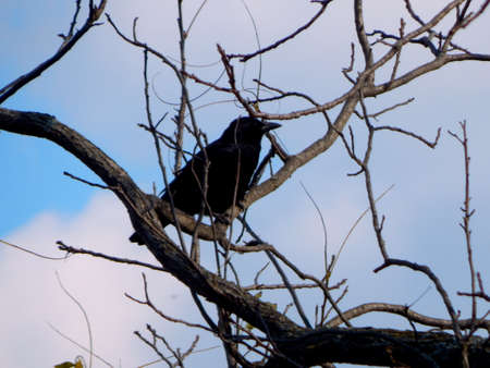 Treetop Crowの写真素材