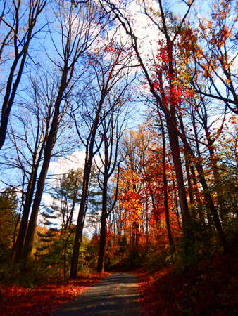 Fall Foliage Nears the Endの写真素材