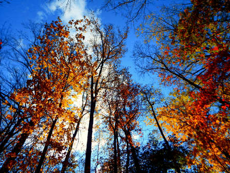 Looking Up Fall Foliageの写真素材
