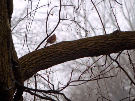 Perched Female Cardinalの写真素材