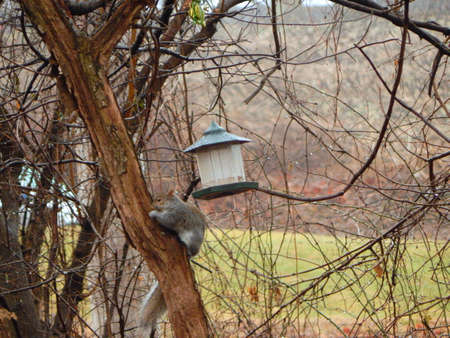 Squirrel Chomping Birdseedの写真素材